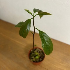 植物　アボカド　苗