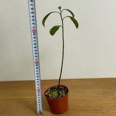 植物　アボカド　苗の画像