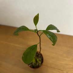 植物　アボカド　苗の画像