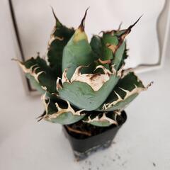 アガベ　オテロイ　Seedlings