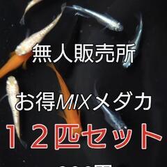 🐟️AQUAファーム無人販売所🐟️🉐お得MIXメダカ１２匹セット...