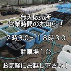🐟️AQUAファーム無人販売所🐟️🉐お得MIXメダカ１２匹セット特価販売🉐メダカ、金魚、ミジンコ、水草養魚場直送🐟️🐟️🌿の画像