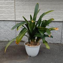 君子蘭④