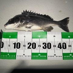 ボラ掛け針（19本？） →6、７、8号オモリ交換したいの画像