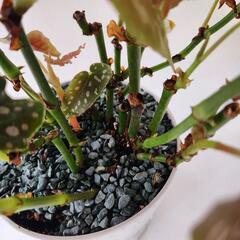 ベゴニアマクラータの画像