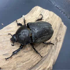 国産カブトムシ　ブリード品ペアの画像
