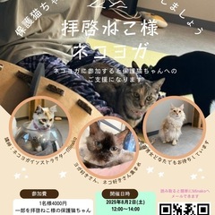 8/2ネコヨガ@阿佐ヶ谷の保護猫カフェ