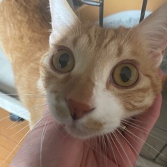 茶白　オス　里親募集