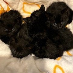 可愛い黒猫子猫ちゃん5匹