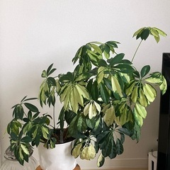 ②観葉植物　ハイドロカルチャー　シェフレラ アルボリコラ トリネ...