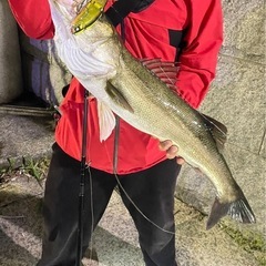 シーバス等ルアーフィッシング仲間募集！