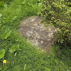 庭石無料にて差し上げます。の画像