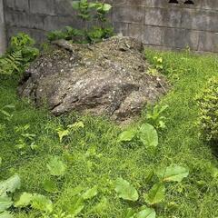 庭石無料にて差し上げます。の画像