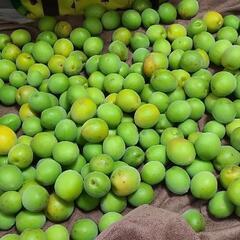 青梅5㎏の画像