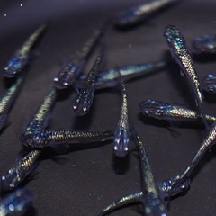 有精卵の親魚参考ページ②6〜10品種目