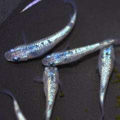 ヒミツヘイキブルー メダカ有精卵30個
