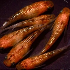 月神 メダカ有精卵30個