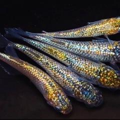 ロワゾーブルー メダカ有精卵30個