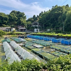 レッドチェリーシュリンプ10匹の画像