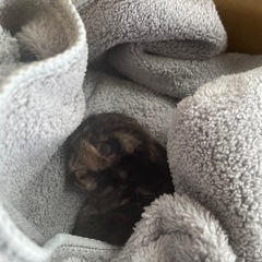 【緊急】生後間もない子猫のミルクボランティア・里親さん募集（授乳...