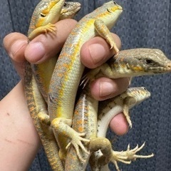 爬虫類グループ　ライン　オープンチャットグループ　レプリストハチュグル　メンバー募集中です🙇 - 中央区