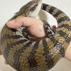 爬虫類グループ　ライン　オープンチャットグループ　レプリストハチュグル　メンバー募集中です🙇 - チャット