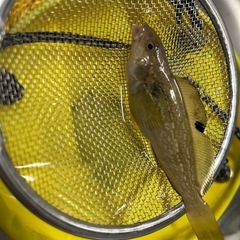 この魚の名前