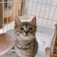 人懐っこいキジトラ♡生後2ヶ月♡オスメスいます