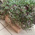 ランキングキーワードに紐づく投稿画像-多肉植物
