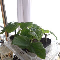 観葉植物　フィカスウンベラータ　1鉢の画像