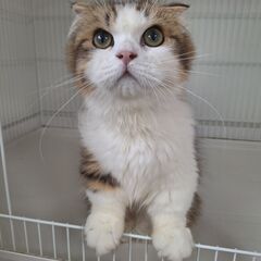 里親募集。純血の子ねこ沢山②