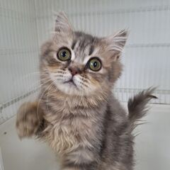 里親募集。純血の子ねこ沢山② - 加須市