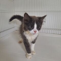 里親募集。純血の子ねこ沢山② - 猫