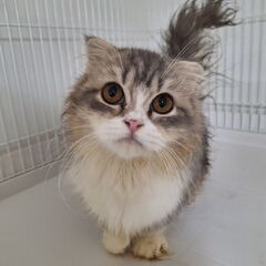 里親募集。純血の子ねこ沢山② − 埼玉県