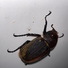 D.Hヘラクレス　新成虫　ペアの画像