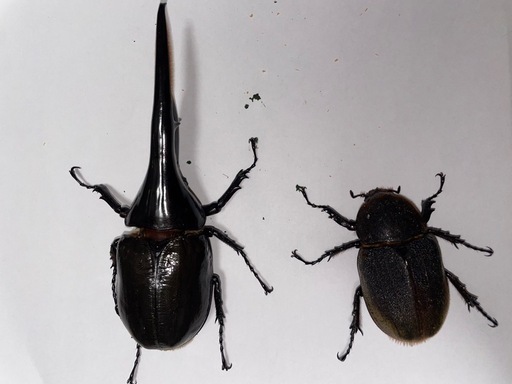 D.Hヘラクレス　新成虫　ペア