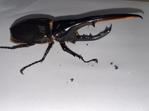 D.Hヘラクレス　新成虫　ペア