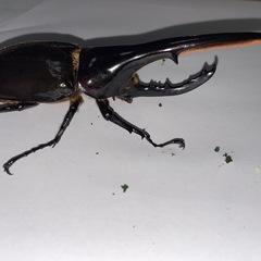 D.Hヘラクレス　新成虫　ペアの画像