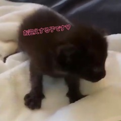 猫用品求めてます！