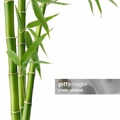 七夕イベントの竹、笹