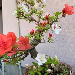 🌸皐月盆栽　40年物立派な根の張り方の画像