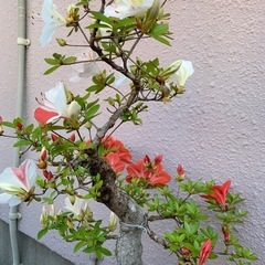 🌸皐月盆栽　40年物立派な根の張り方の画像