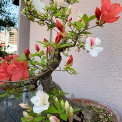 🌸皐月盆栽　40年物立派な根の張り方の画像