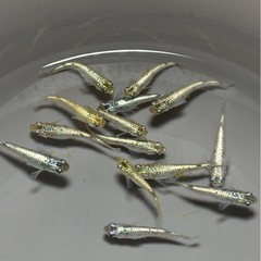 メダカ　極上　ラメ王　種親　産卵中　14匹　