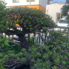 🉐おすすめ　松の大型盆栽　150年は物の画像