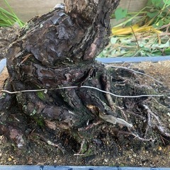 🉐おすすめ　松の大型盆栽　150年は物の画像