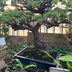 🉐おすすめ　松の大型盆栽　150年は物の画像