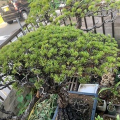 🉐おすすめ　松の大型盆栽　150年は物の画像