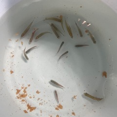 熱帯魚 17匹セット （テトラ、エンゼルフィッシュ）
