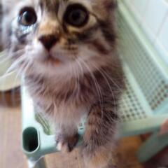 三毛柄ありのサビさん　結膜炎から回復　飼い主不在確認済